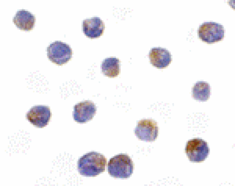 Immunocytochemistry - DRAK2 Antibody from Signalway Antibody (24074) - Antibodies.com
