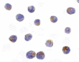 Immunocytochemistry - DRAK2 Antibody from Signalway Antibody (24074) - Antibodies.com