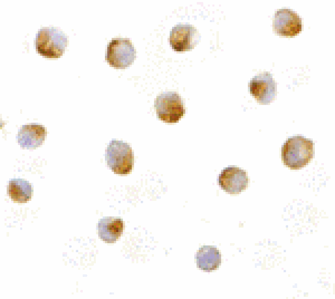 Immunocytochemistry - DFF40 Antibody from Signalway Antibody (24075) - Antibodies.com