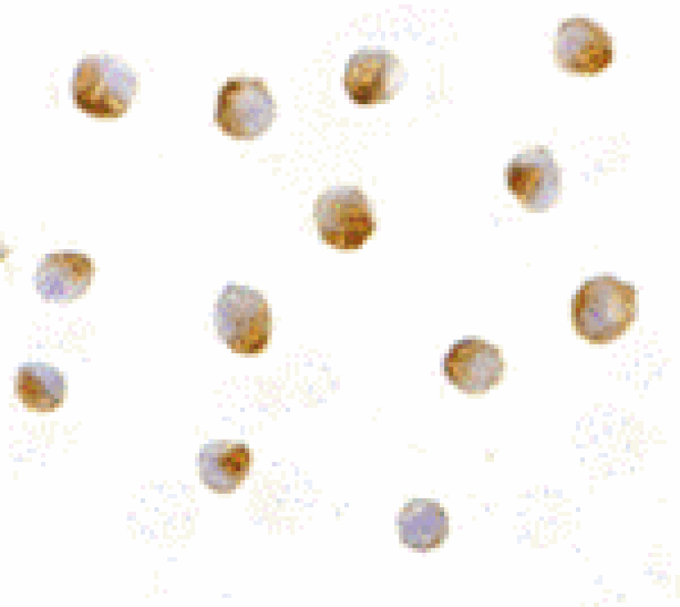 Immunocytochemistry - DFF40 Antibody from Signalway Antibody (24075) - Antibodies.com