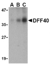 Western blot - DFF40 Antibody from Signalway Antibody (24076) - Antibodies.com