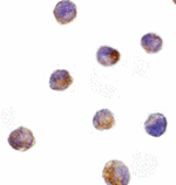 Immunocytochemistry - DFF40 Antibody from Signalway Antibody (24076) - Antibodies.com