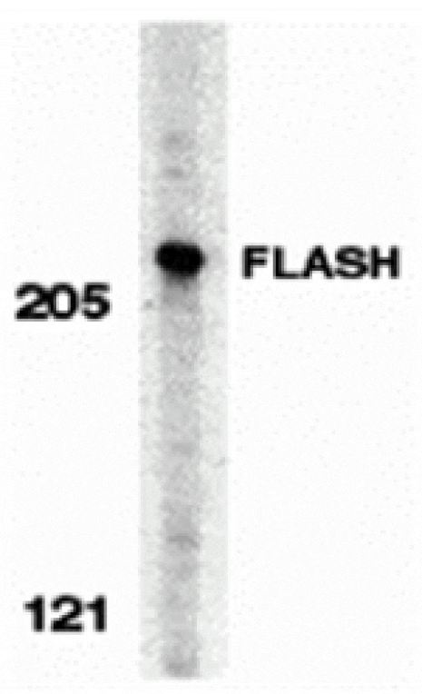 Western blot - FLASH Antibody from Signalway Antibody (24106) - Antibodies.com