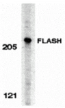 Western blot - FLASH Antibody from Signalway Antibody (24106) - Antibodies.com