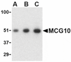 Western blot - MCG10 Antibody from Signalway Antibody (24146) - Antibodies.com