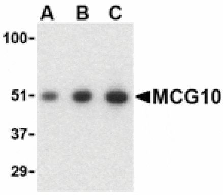 Western blot - MCG10 Antibody from Signalway Antibody (24146) - Antibodies.com