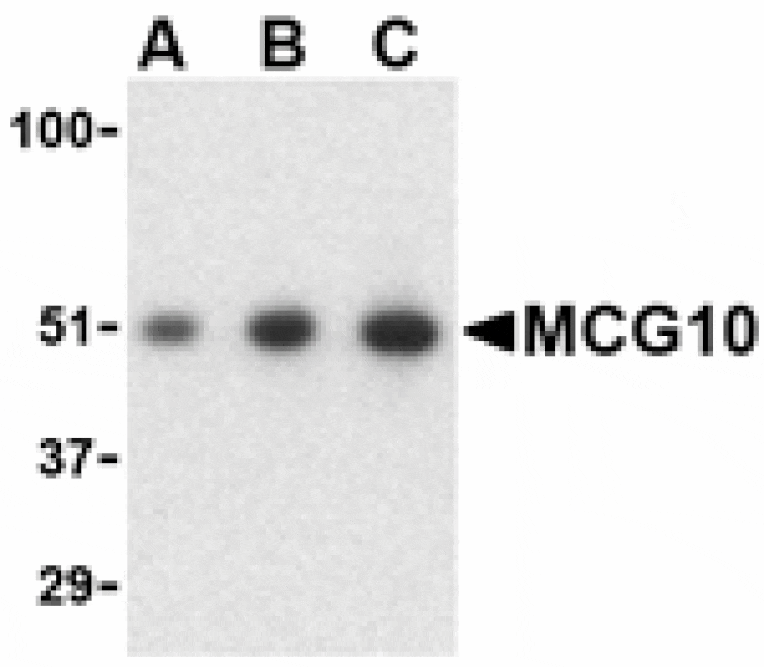 Western blot - MCG10 Antibody from Signalway Antibody (24146) - Antibodies.com
