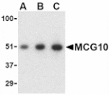Western blot - MCG10 Antibody from Signalway Antibody (24146) - Antibodies.com