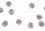 Immunocytochemistry - MCG10 Antibody from Signalway Antibody (24146) - Antibodies.com