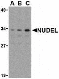 Western blot - Nudel Antibody from Signalway Antibody (24163) - Antibodies.com