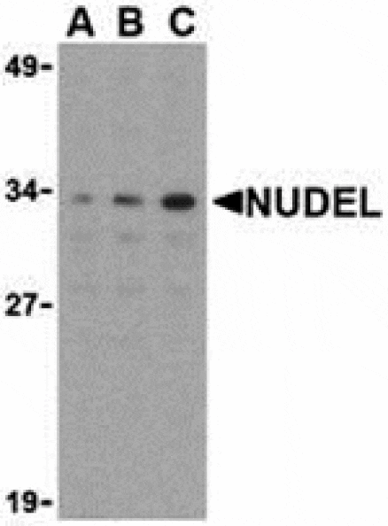 Western blot - Nudel Antibody from Signalway Antibody (24163) - Antibodies.com