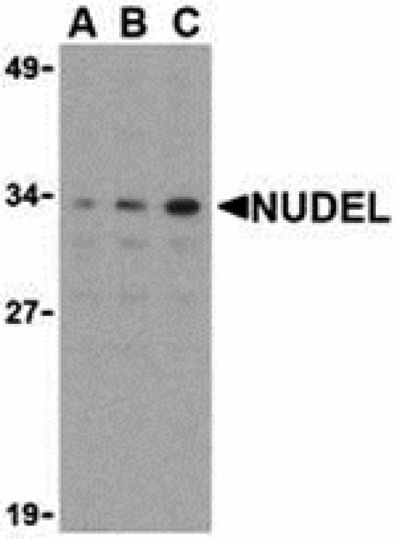 Western blot - Nudel Antibody from Signalway Antibody (24163) - Antibodies.com