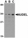 Western blot - Nudel Antibody from Signalway Antibody (24163) - Antibodies.com