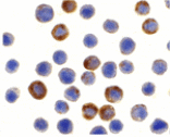 Immunocytochemistry - ILP-2 Antibody from Signalway Antibody (24166) - Antibodies.com