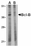 Western blot - Bcl-B Antibody from Signalway Antibody (24202) - Antibodies.com