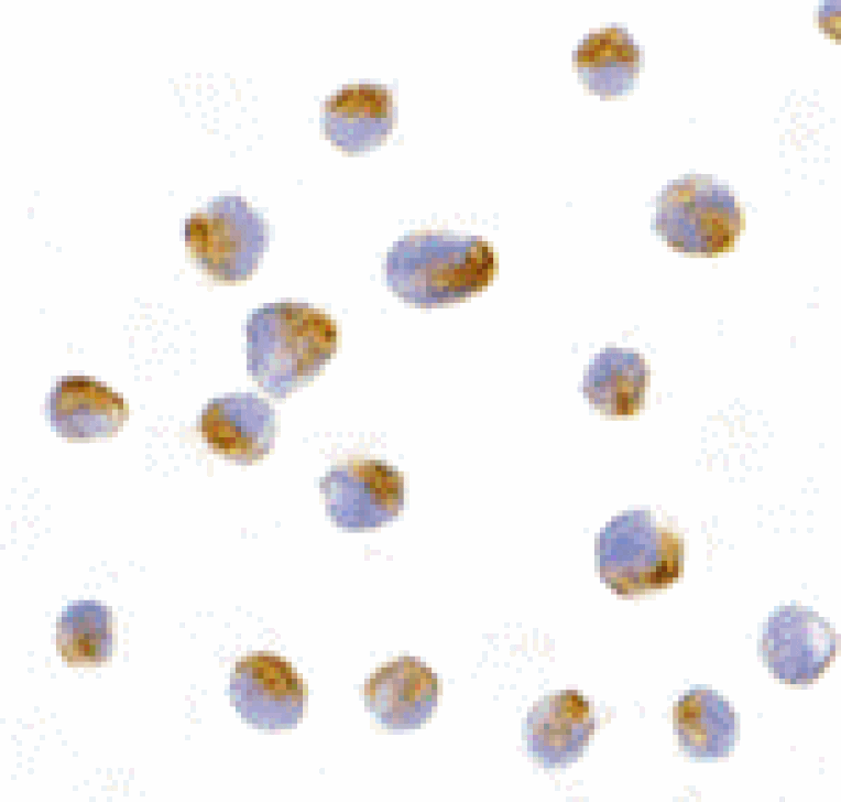 Immunocytochemistry - Bcl-B Antibody from Signalway Antibody (24202) - Antibodies.com