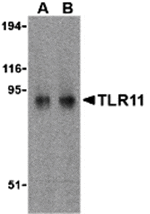 Western blot analysis of TLR11 in RAW264.7 cell lysates with TLR11 antibody at (A) 0.5 and (B) 1 µg/mL.