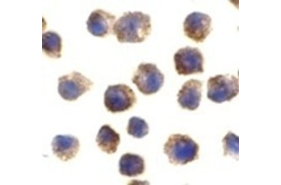 Immunocytochemistry - TLR11 Antibody from Signalway Antibody (24231) - Antibodies.com