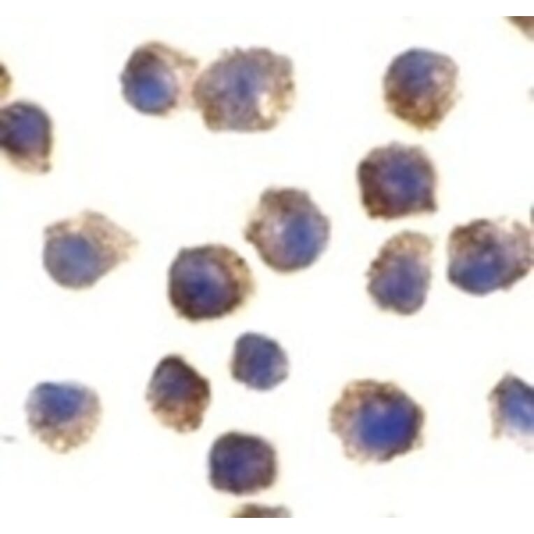 Immunocytochemistry - TLR11 Antibody from Signalway Antibody (24231) - Antibodies.com