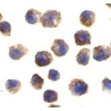 Immunocytochemistry - TLR11 Antibody from Signalway Antibody (24231) - Antibodies.com