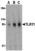 Western blot analysis of TLR11 in RAW264.7 cell lysates with TLR11 antibody at (A) 0.5, (B) 1, and (C) 2 µg/mL.