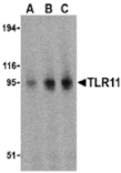 Western blot - TLR11 Antibody from Signalway Antibody (24234) - Antibodies.com