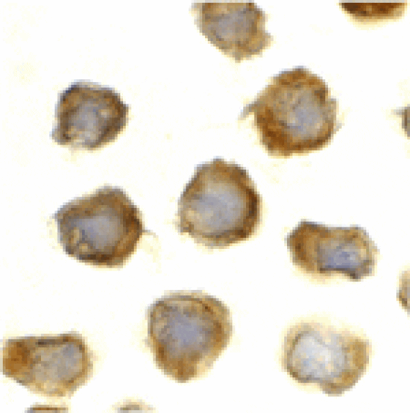 Immunocytochemistry - TLR11 Antibody from Signalway Antibody (24234) - Antibodies.com
