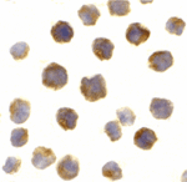 Immunocytochemistry - Bcl-2 Antibody from Signalway Antibody (24246) - Antibodies.com