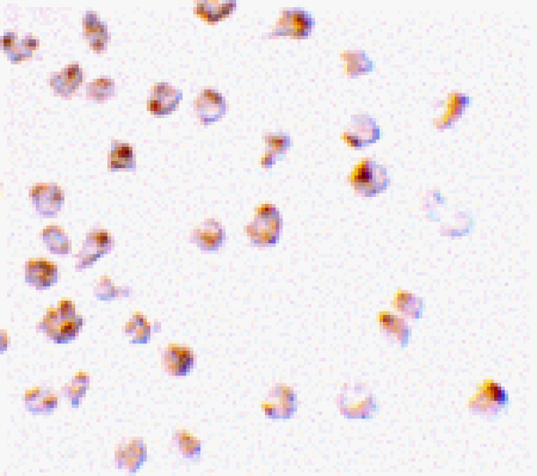 Immunocytochemistry - Mcl-1 Antibody from Signalway Antibody (24298) - Antibodies.com
