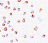 Immunocytochemistry - Mcl-1 Antibody from Signalway Antibody (24298) - Antibodies.com