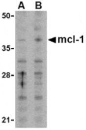 Western blot - Mcl-1 Antibody from Signalway Antibody (24299) - Antibodies.com