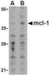 Western blot - Mcl-1 Antibody from Signalway Antibody (24299) - Antibodies.com
