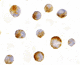 Immunocytochemistry - Mcl-1 Antibody from Signalway Antibody (24299) - Antibodies.com