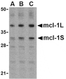 Western blot - Mcl-1 Antibody from Signalway Antibody (24300) - Antibodies.com