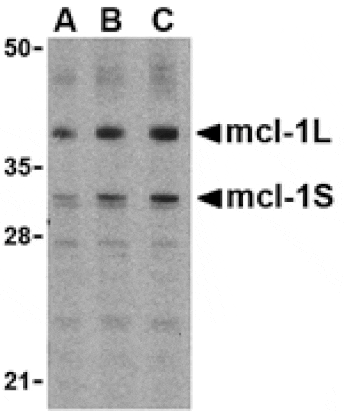 Western blot - Mcl-1 Antibody from Signalway Antibody (24300) - Antibodies.com
