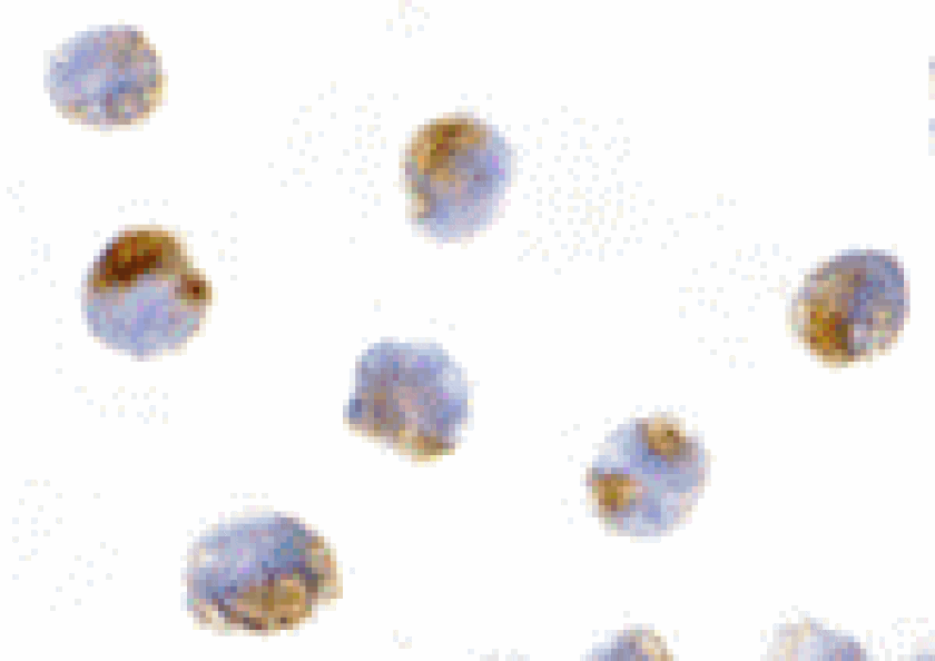 Immunocytochemistry - Mcl-1 Antibody from Signalway Antibody (24300) - Antibodies.com