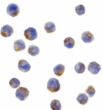 Immunocytochemistry - IRS-1 Antibody from Signalway Antibody (24317) - Antibodies.com