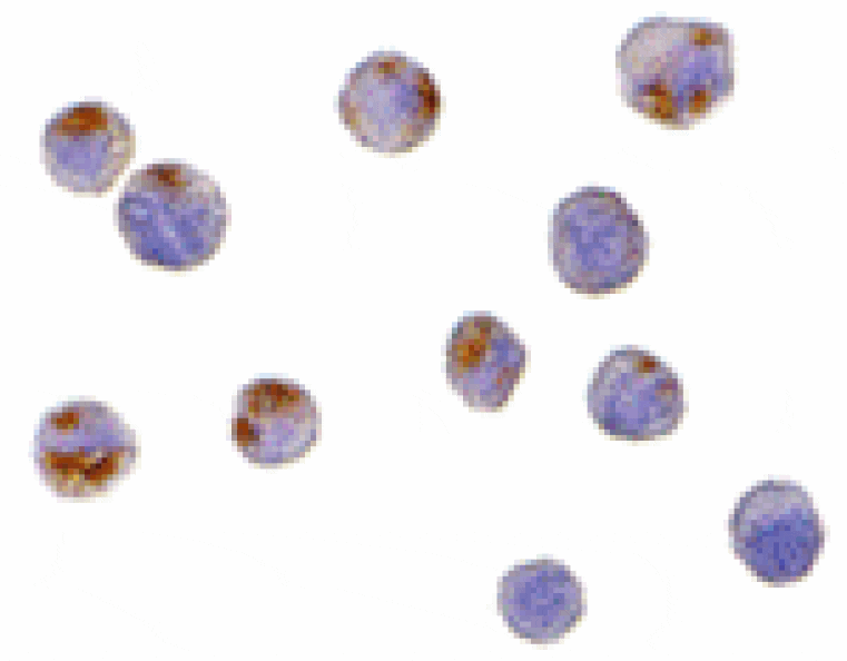 Immunocytochemistry - CTRP6 Antibody from Signalway Antibody (24334) - Antibodies.com