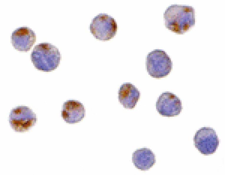 Immunocytochemistry - CTRP6 Antibody from Signalway Antibody (24334) - Antibodies.com