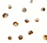 Immunocytochemistry - CTRP7 Antibody from Signalway Antibody (24336) - Antibodies.com