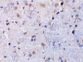 Western blot - CTRP7 Antibody from Signalway Antibody (24337) - Antibodies.com