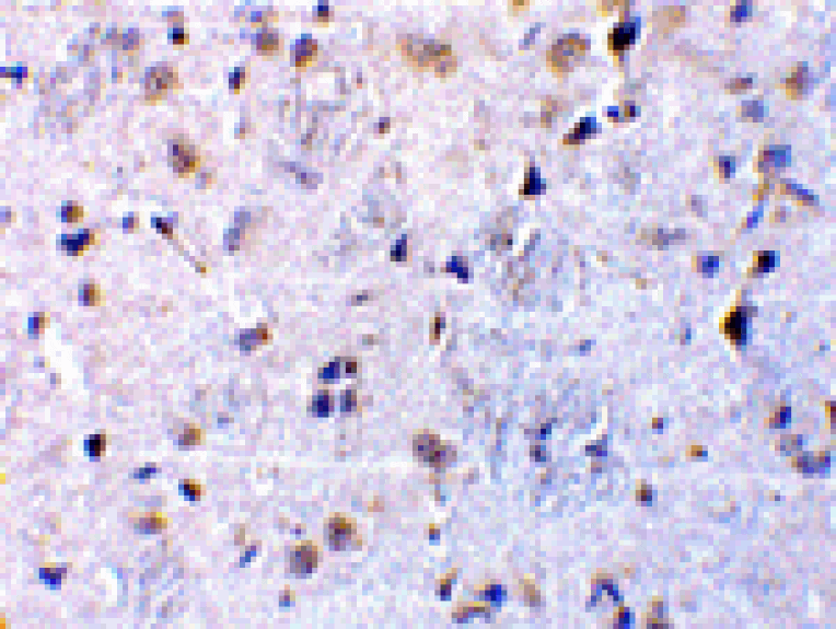 Immunohistochemistry - CTRP7 Antibody from Signalway Antibody (24337) - Antibodies.com