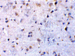 Immunohistochemistry - CTRP7 Antibody from Signalway Antibody (24337) - Antibodies.com
