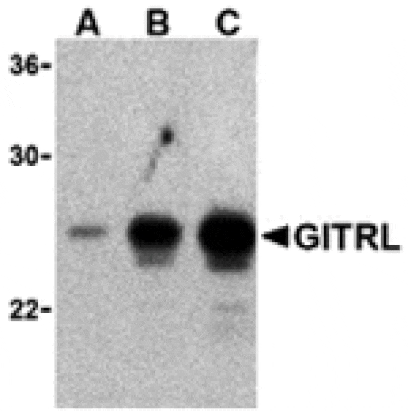 Western blot - GITRL Antibody from Signalway Antibody (24341) - Antibodies.com