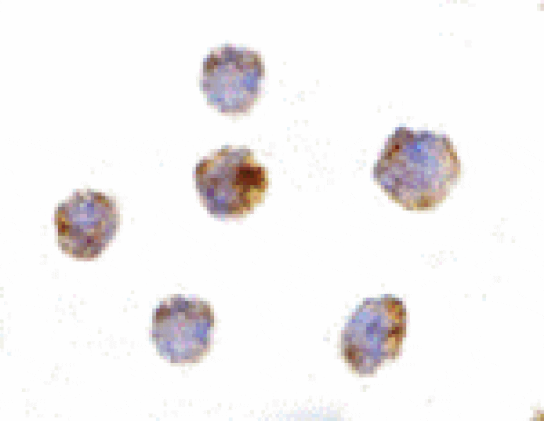 Immunocytochemistry - GITRL Antibody from Signalway Antibody (24341) - Antibodies.com