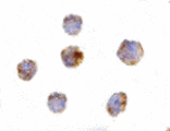 Immunocytochemistry - GITRL Antibody from Signalway Antibody (24341) - Antibodies.com