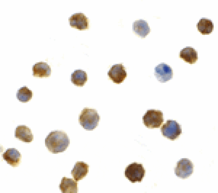 Immunocytochemistry - IRAK2 Antibody from Signalway Antibody (24343) - Antibodies.com