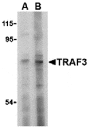 Western blot - TRAF3 Antibody from Signalway Antibody (24346) - Antibodies.com