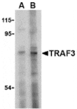 Western blot - TRAF3 Antibody from Signalway Antibody (24346) - Antibodies.com