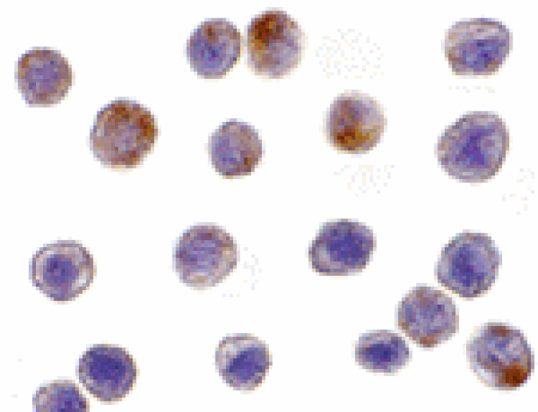 Immunocytochemistry - TRAF3 Antibody from Signalway Antibody (24346) - Antibodies.com